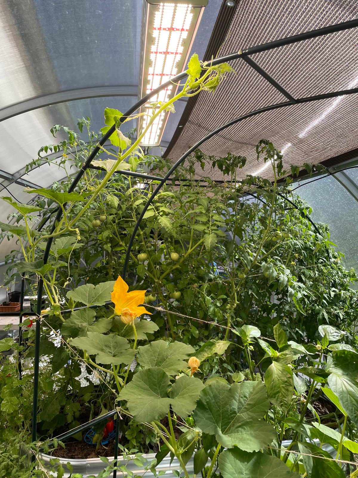 more plants growing under LED light