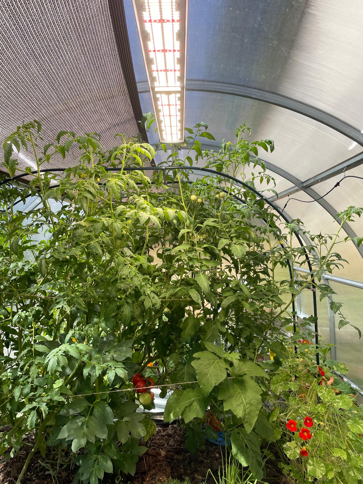 plants growing under light